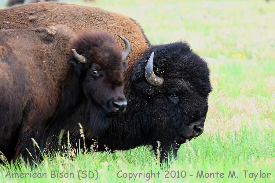 American Bison (Buffalo) -summer female w/ male- (South Dakota)
