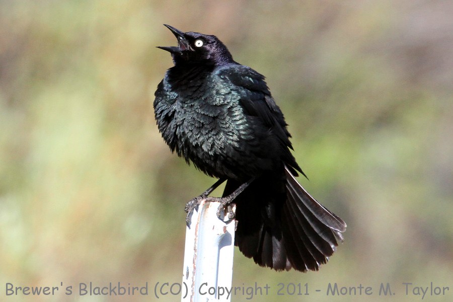 Brewer's Blackbird -spring male- (Colorado)