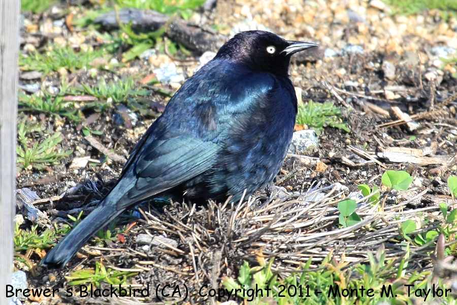 Brewer's Blackbird -winter male- (California)