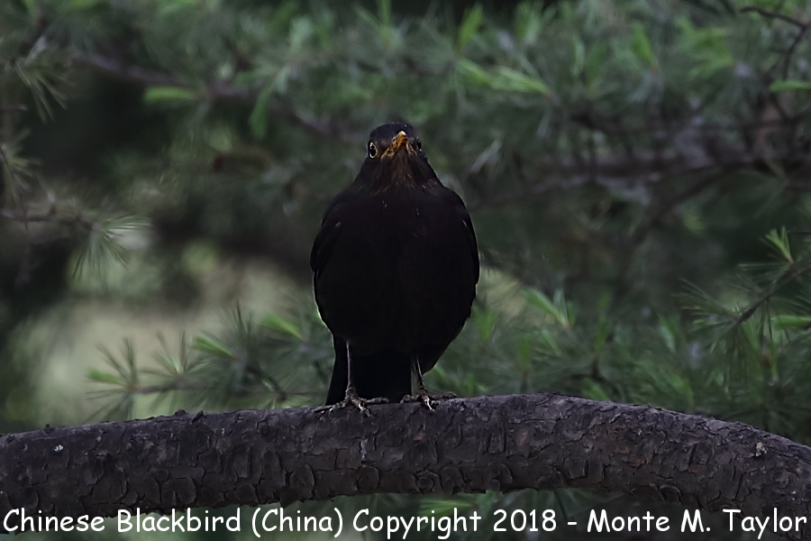Chinese Blackbird -spring- (Tianjin, China)