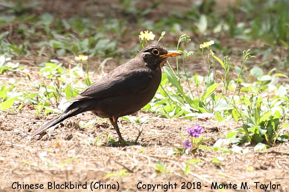 Chinese Blackbird -spring- (Tianjin, China)