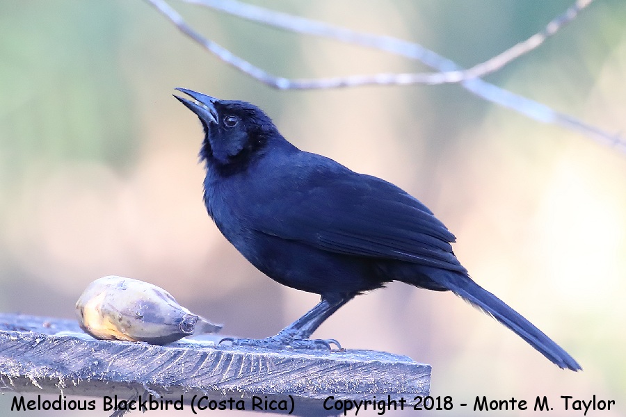 Melodious Blackbird -winter- (Jaco, Costa Rica)