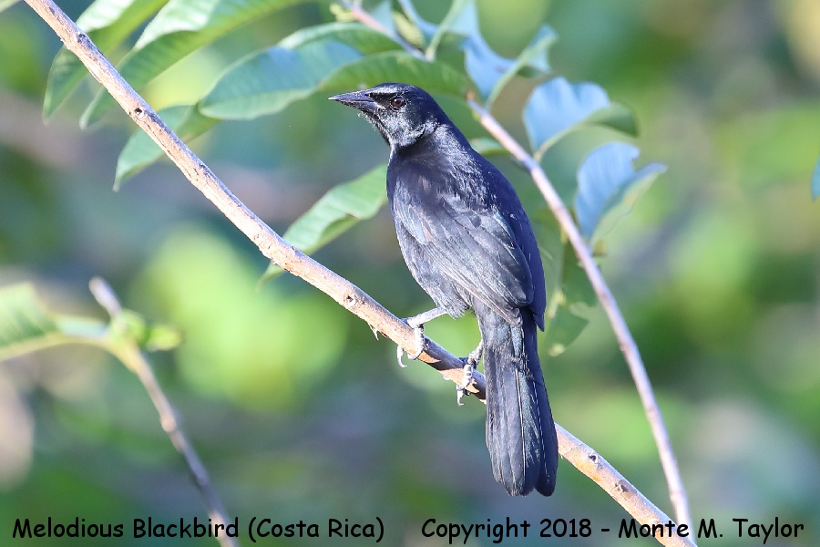 Melodious Blackbird -winter- (Jaco, Costa Rica)