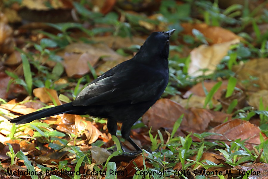 Melodious Blackbird -winter- (Selva Verde, Costa Rica)