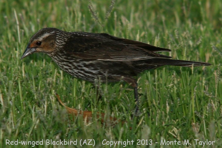 Red-winged Blackbird -spring female- (Arizona)