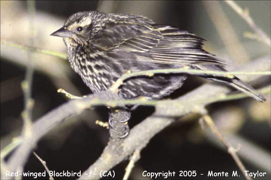 Red-winged Blackbird -spring female- (California)