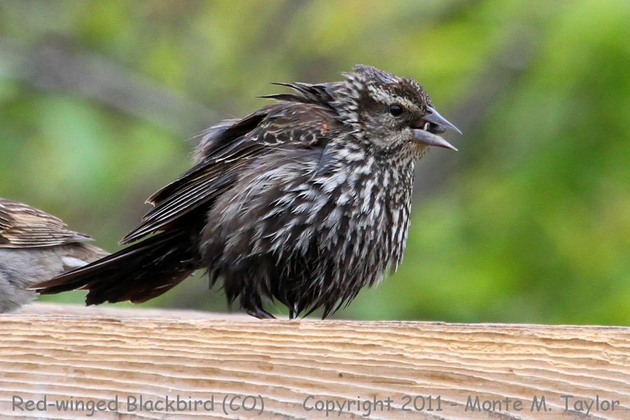 Red-winged Blackbird -spring female- (Colorado)