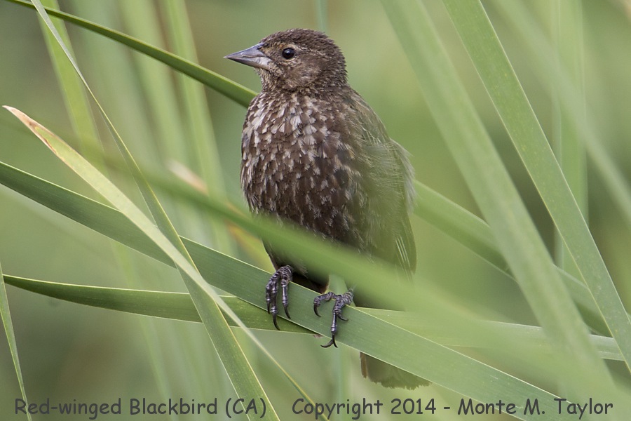 Red-winged Blackbird -summer female- (California)