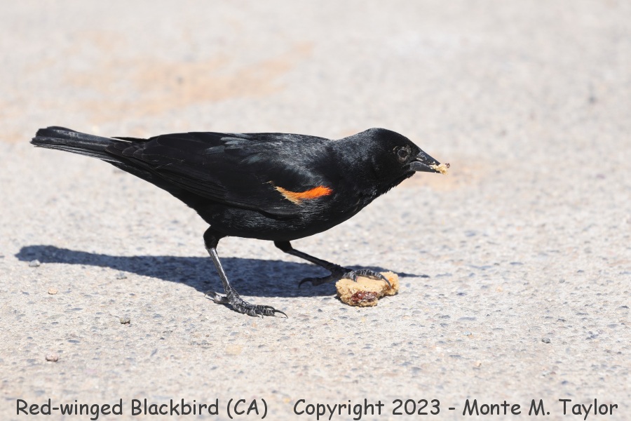 Red-winged Blackbird -spring- (California)