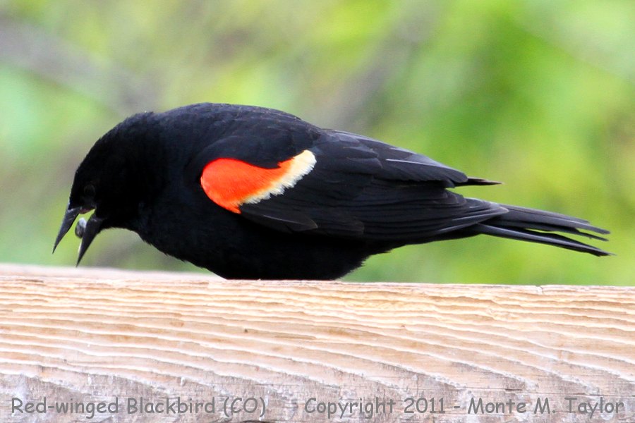 Red-winged Blackbird -spring male- (Colorado)