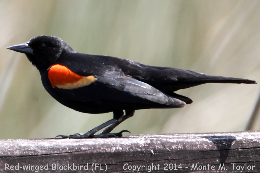 Red-winged Blackbird -spring male- (Florida)