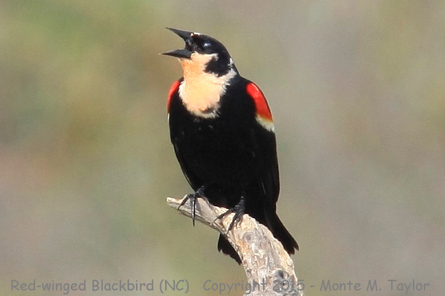 Red-winged Blackbird -spring male- (North Carolina)
