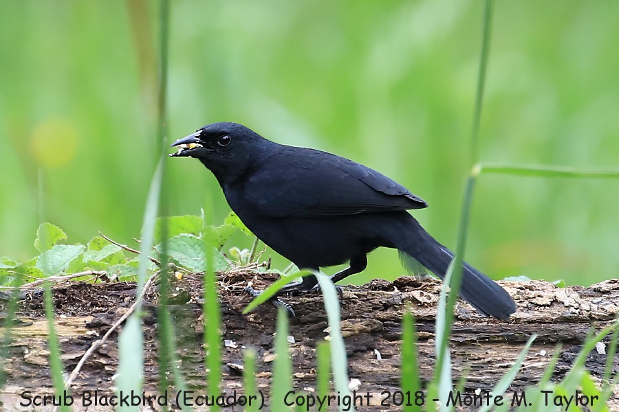 Scrub Blackbird -November- (Sachatamia Lodge, Ecuador)