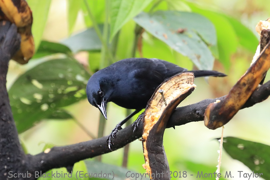 Scrub Blackbird -November- (San Tadeo, Ecuador)