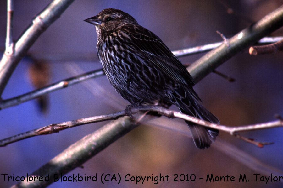 Tricolored Blackbird -summer female- (California)