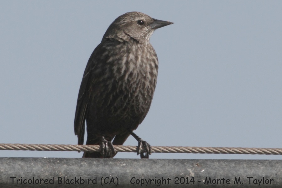 Tricolored Blackbird -winter female- (California)