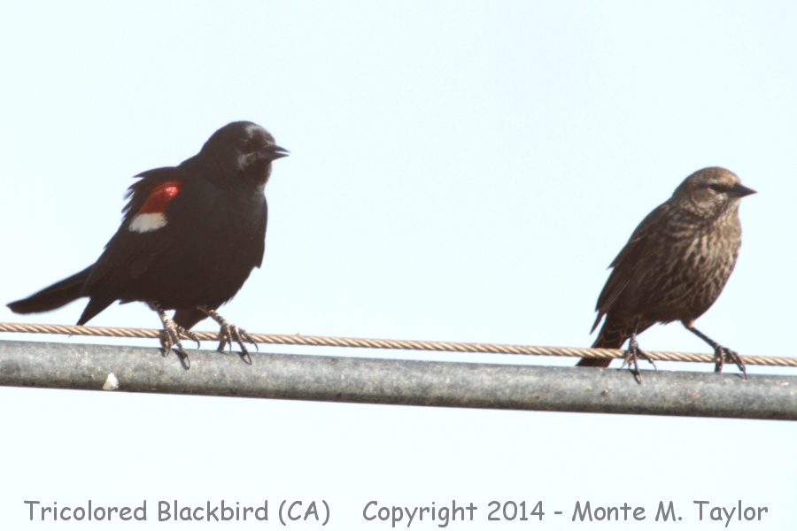 Tricolored Blackbird -winter male and female- (California)