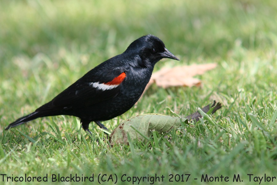 Tricolored Blackbird -summer male- (California)