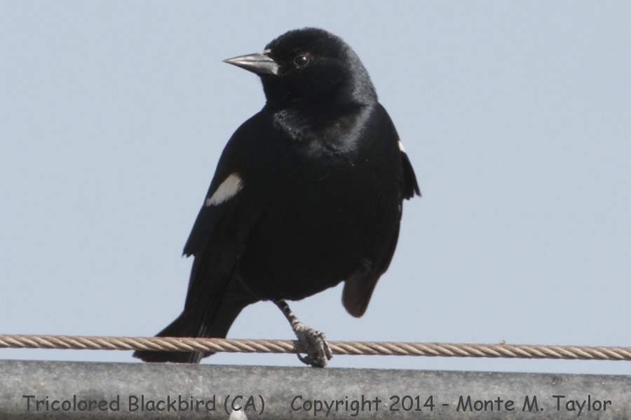 Tricolored Blackbird -winter male- (California)