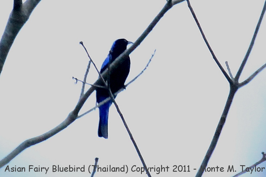 Asian Fairy Bluebird -winter- (Kaeng Krachan National Park, Petchaburi, Thailand)