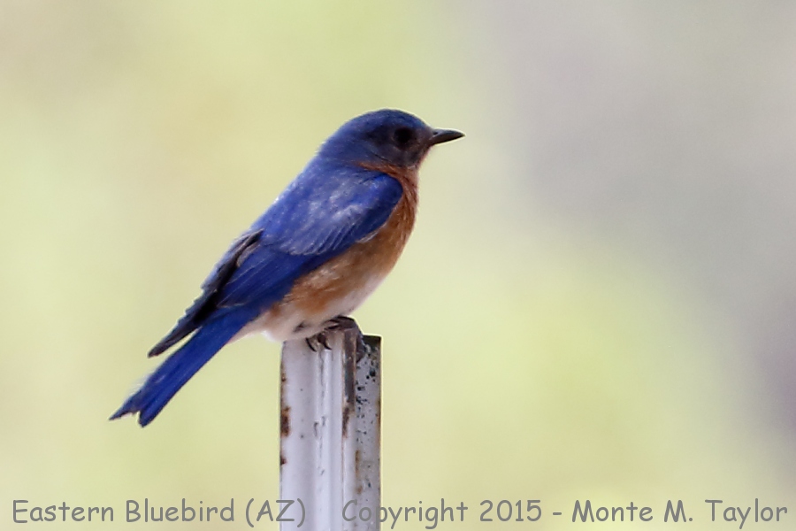 Eastern (Azure) Bluebird -spring male- (Patagonia, Arizona) 