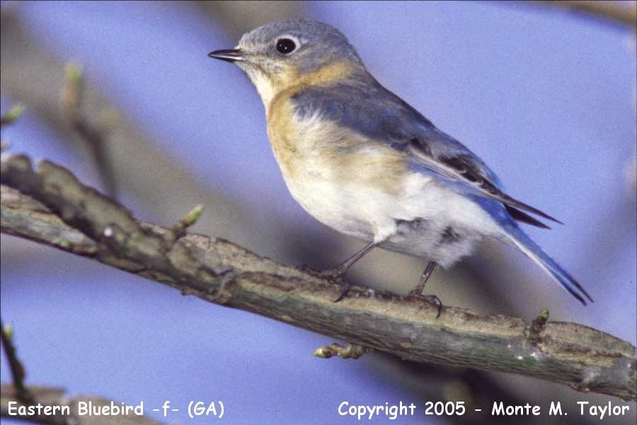 Eastern Bluebird -spring female- (Georgia)
