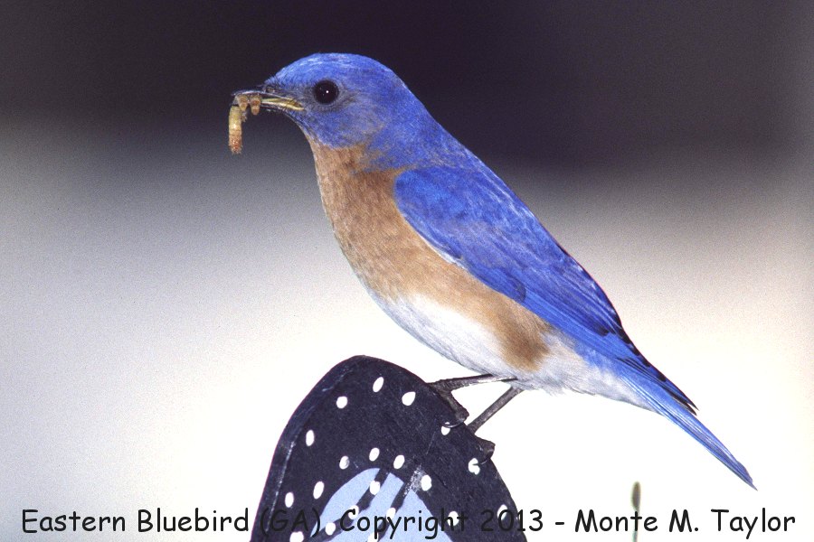 Eastern Bluebird -spring male- (Georgia)