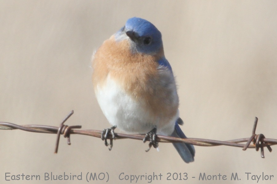 Eastern Bluebird -winter- (Missouri)