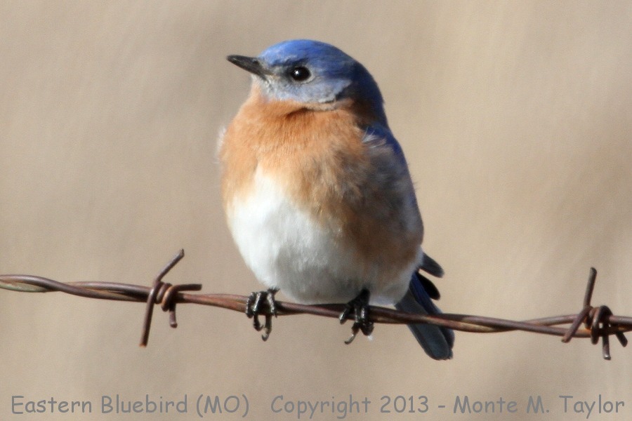 Eastern Bluebird -winter- (Missouri)