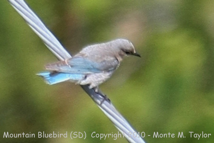Mountain Bluebird -summer female- (South Dakota)