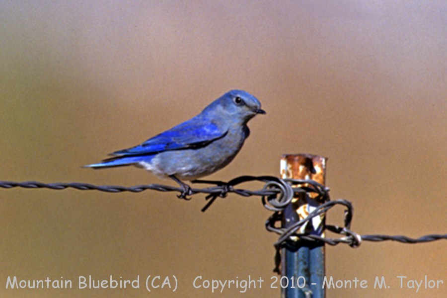 Mountain Bluebird -spring male- (California)