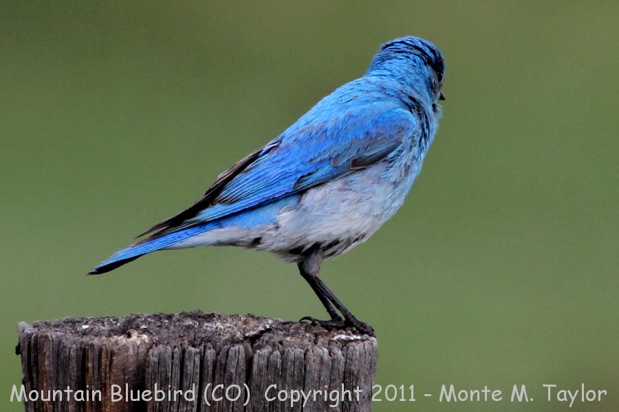 Mountain Bluebird -spring male- (Colorado)