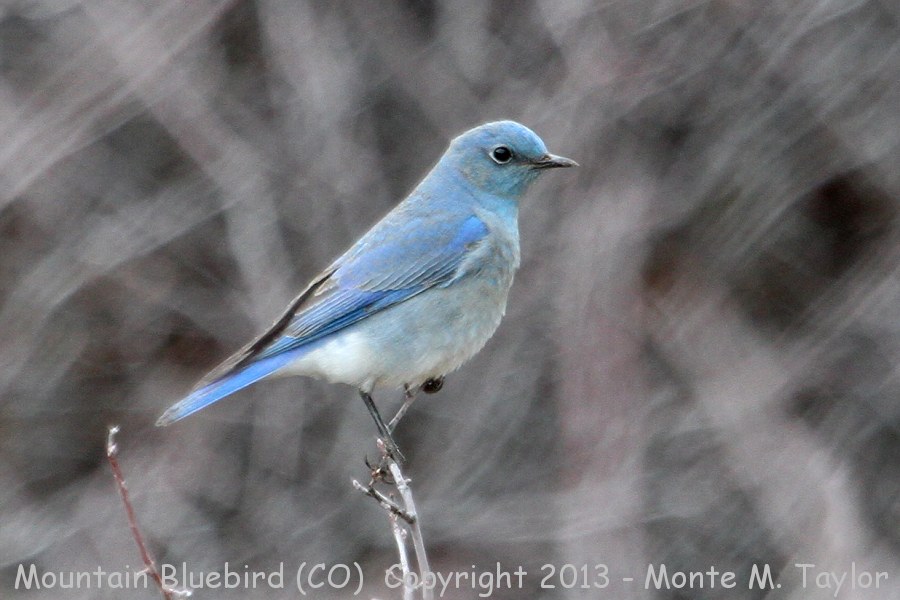 Mountain Bluebird -spring male- (Colorado)