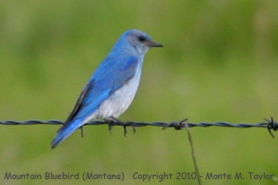 Mountain Bluebird -summer male- (Montana)