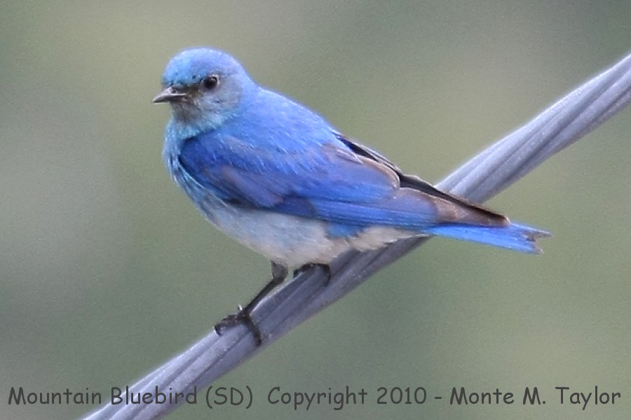 Mountain Bluebird -summer male- (South Dakota)