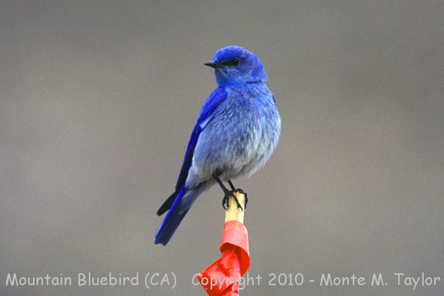 Mountain Bluebird -winter male- (California)