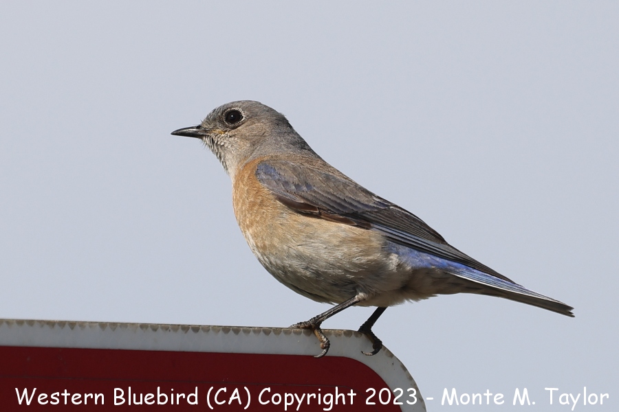 Western Bluebird -spring female- (California)