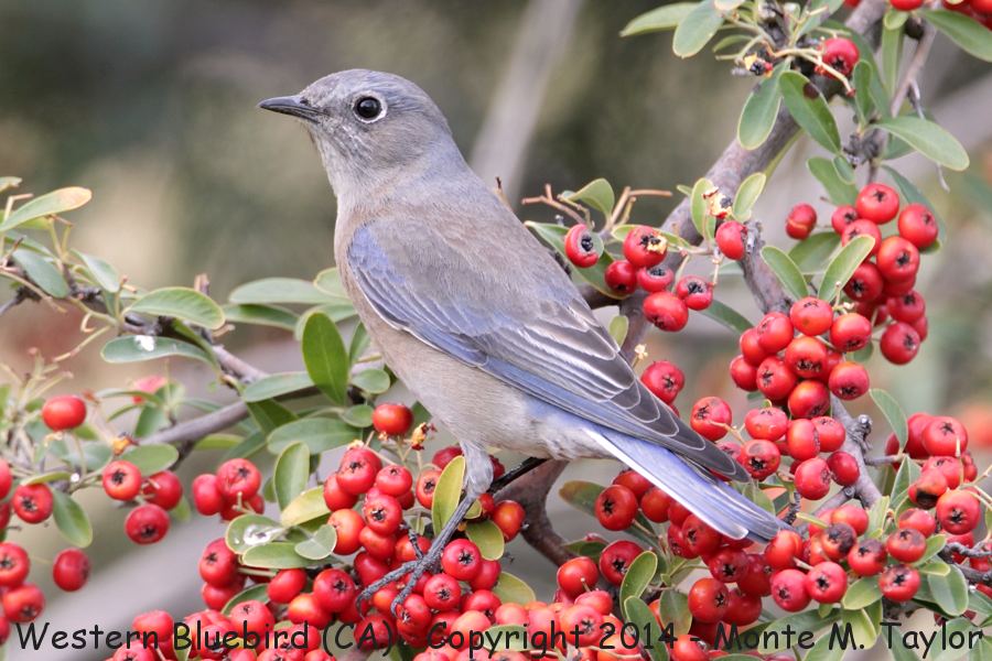 Western Bluebird -winter female- (California)