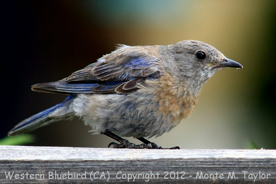 Western Bluebird -summer juvenal- (California)