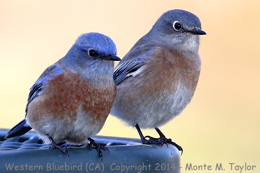 Western Bluebird -fall male / female- (California)