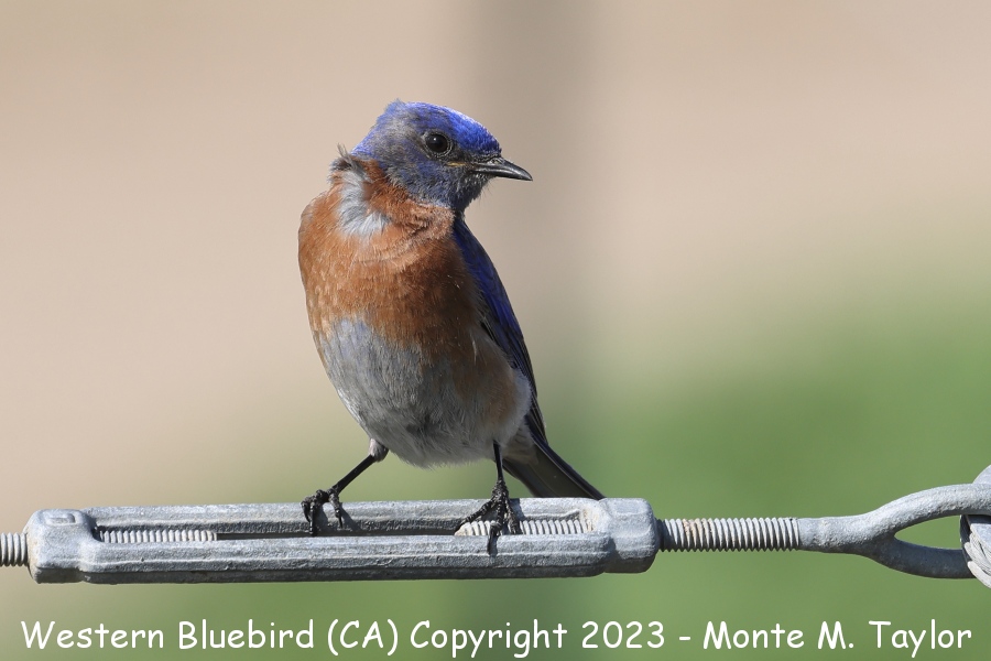 Western Bluebird -spring- (California)