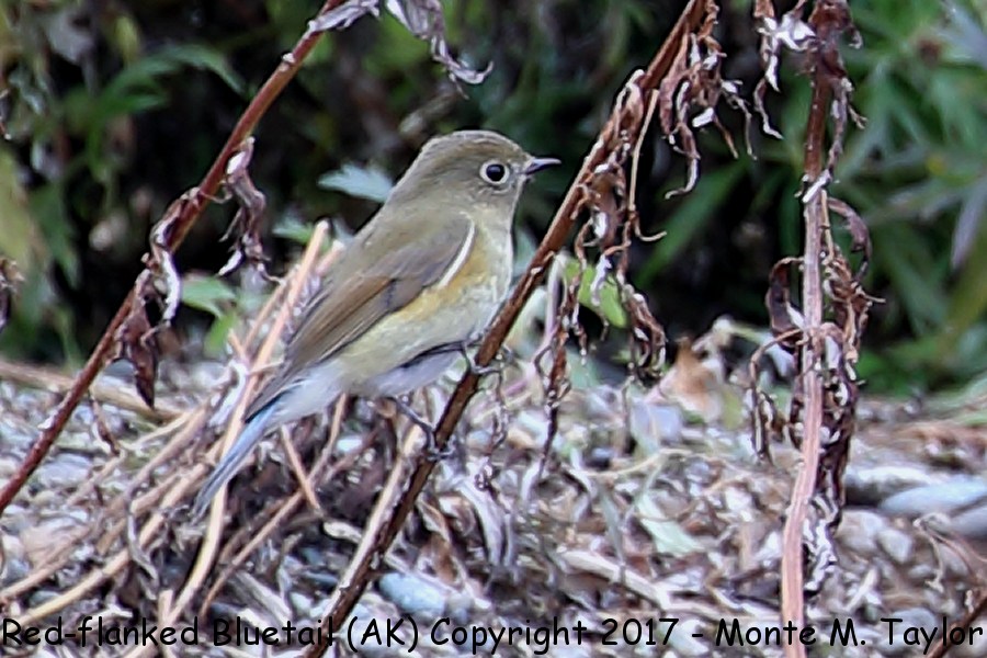 Red-flanked Bluetail -fall Sept 26th, 2017- (Gambell, St. Lawrence Island, Alaska)