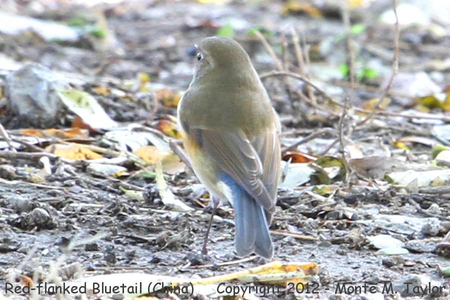 Red-flanked Bluetail -winter female- [also known as Orange-flanked Bush Robin] (China)