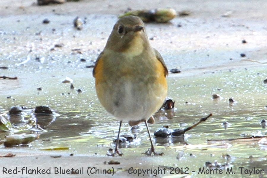 Red-flanked Bluetail -winter female- [also known as Orange-flanked Bush Robin] (China)