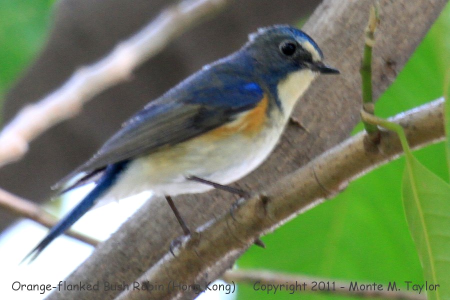 Red-flanked Bluetail -winter male- [also known as Orange-flanked Bush Robin] (Hong Kong)Orange-flanked Bush Robin -winter female- (Hong Kong)