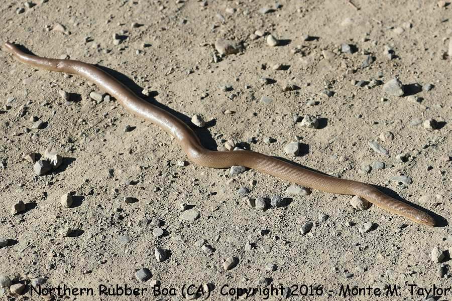 Northern Rubber Boa -summer- (California)