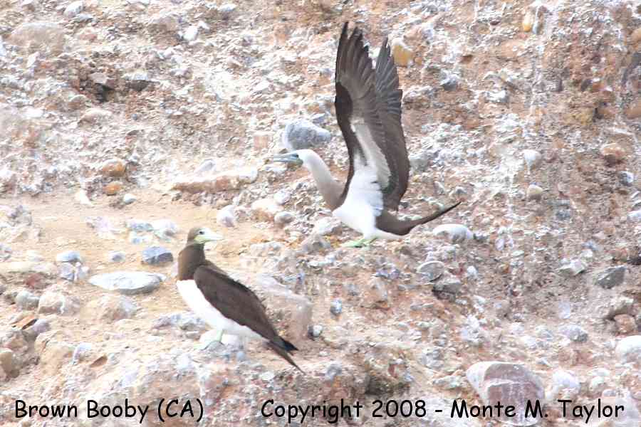 Brown Booby -summer adult- (Coronado Islands, Baja California)