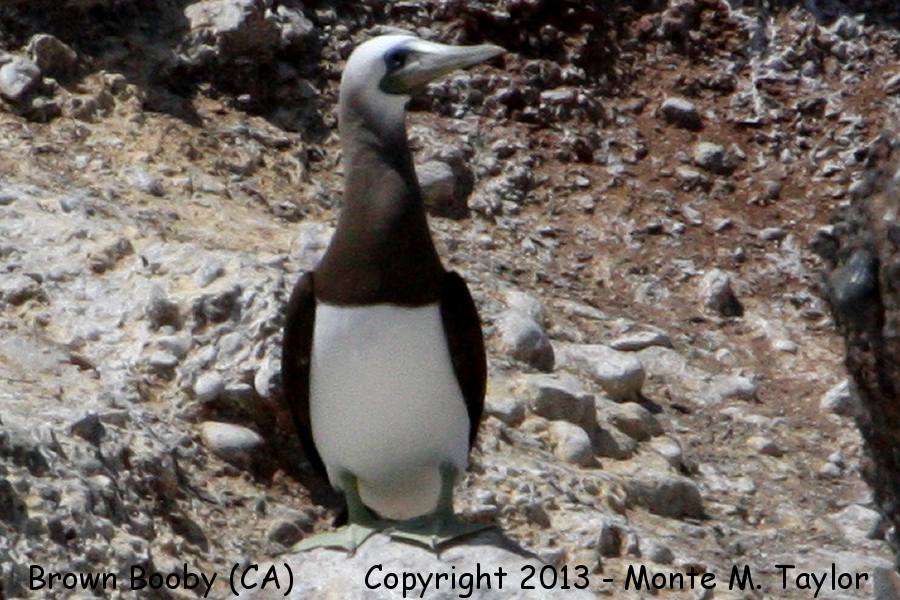Coco's Booby -summer adult- (Coronado Islands, Baja California)