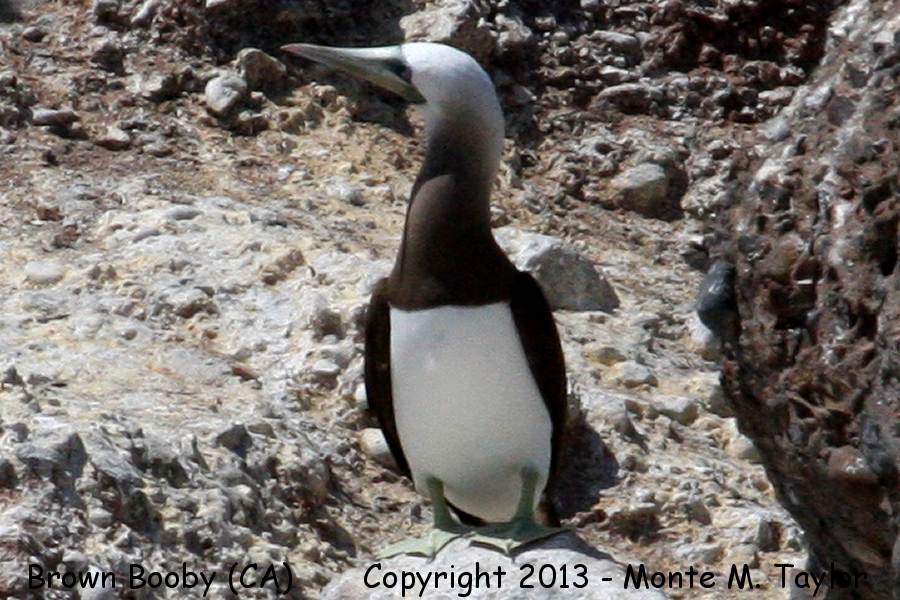 Coco's Booby -summer adult- (Coronado Islands, Baja California)