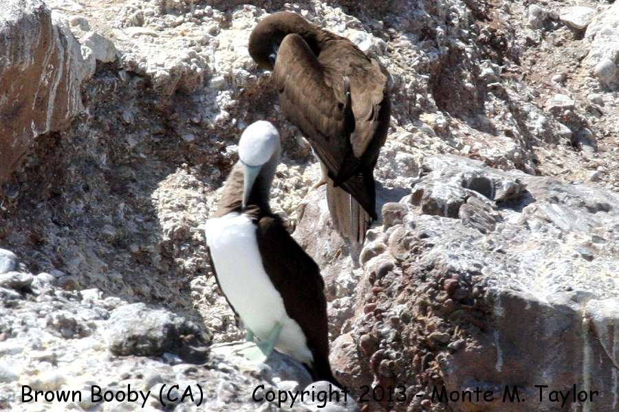 Coco's Booby -summer adult- (Coronado Islands, Baja California)